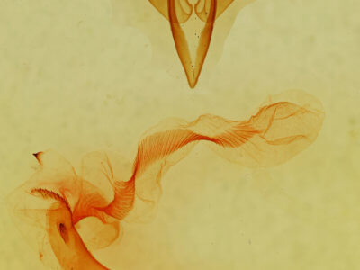 genitalia view of adult Egira variabilis