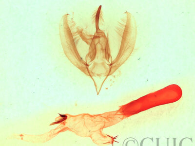 genitalia view of adult Apsaphida eremna