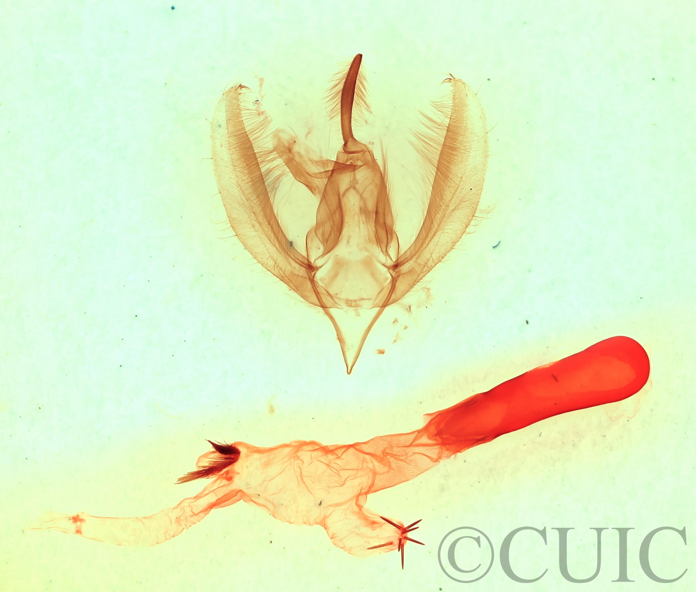 genitalia view of adult Apsaphida eremna