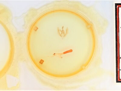 slide view of adult Apsaphida eremna