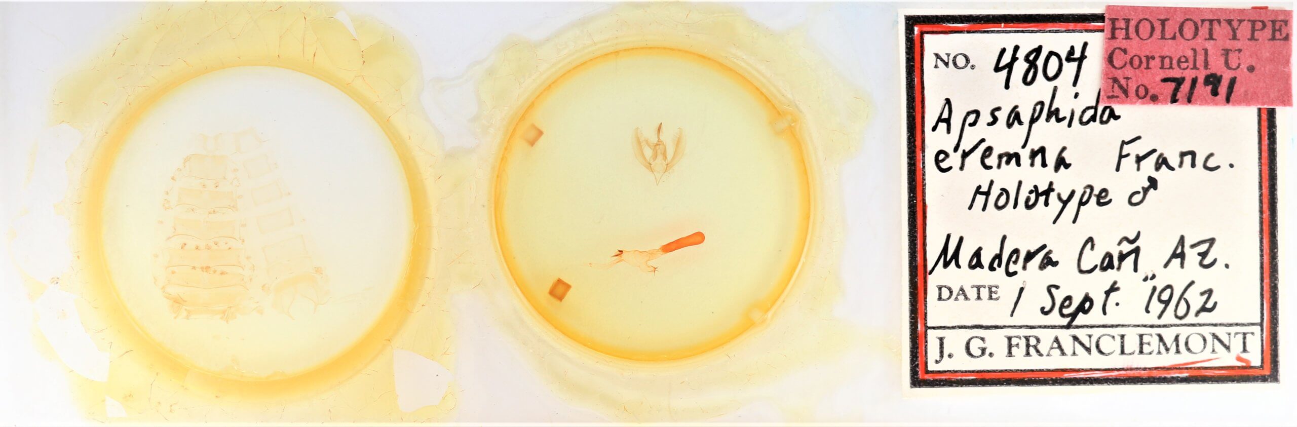 slide view of adult Apsaphida eremna