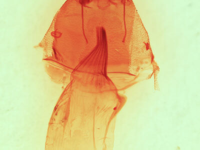 genitalia view of adult Apsaphida eremna