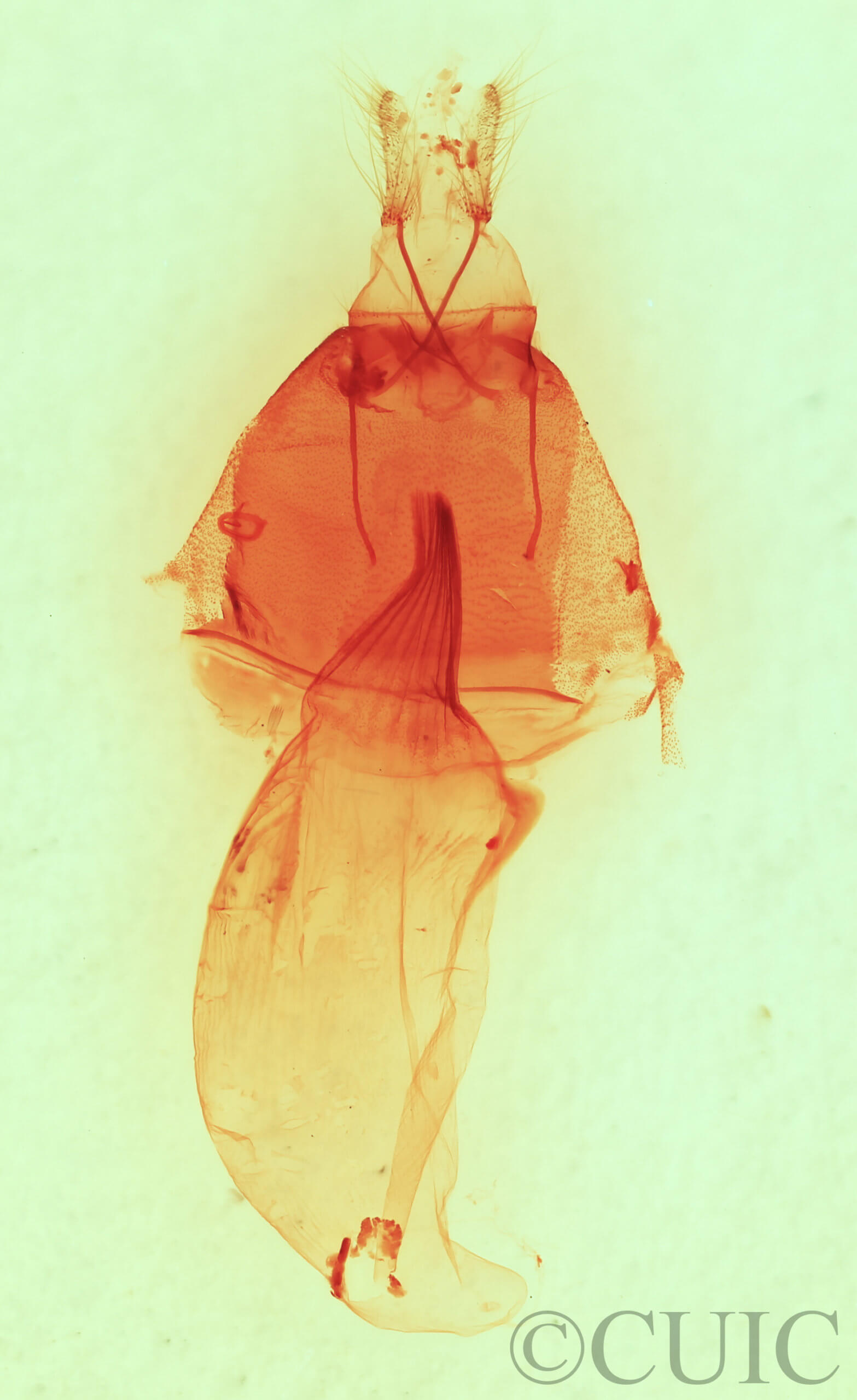 genitalia view of adult Apsaphida eremna