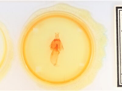 slide view of adult Apsaphida eremna