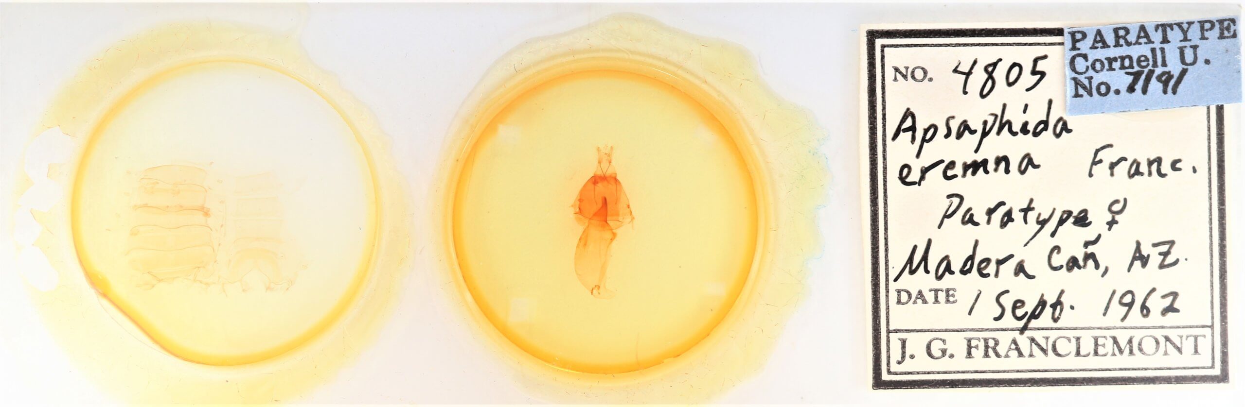 slide view of adult Apsaphida eremna