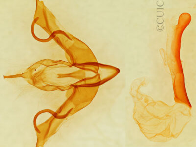 genitalia view of adult Lithophane lemmeri