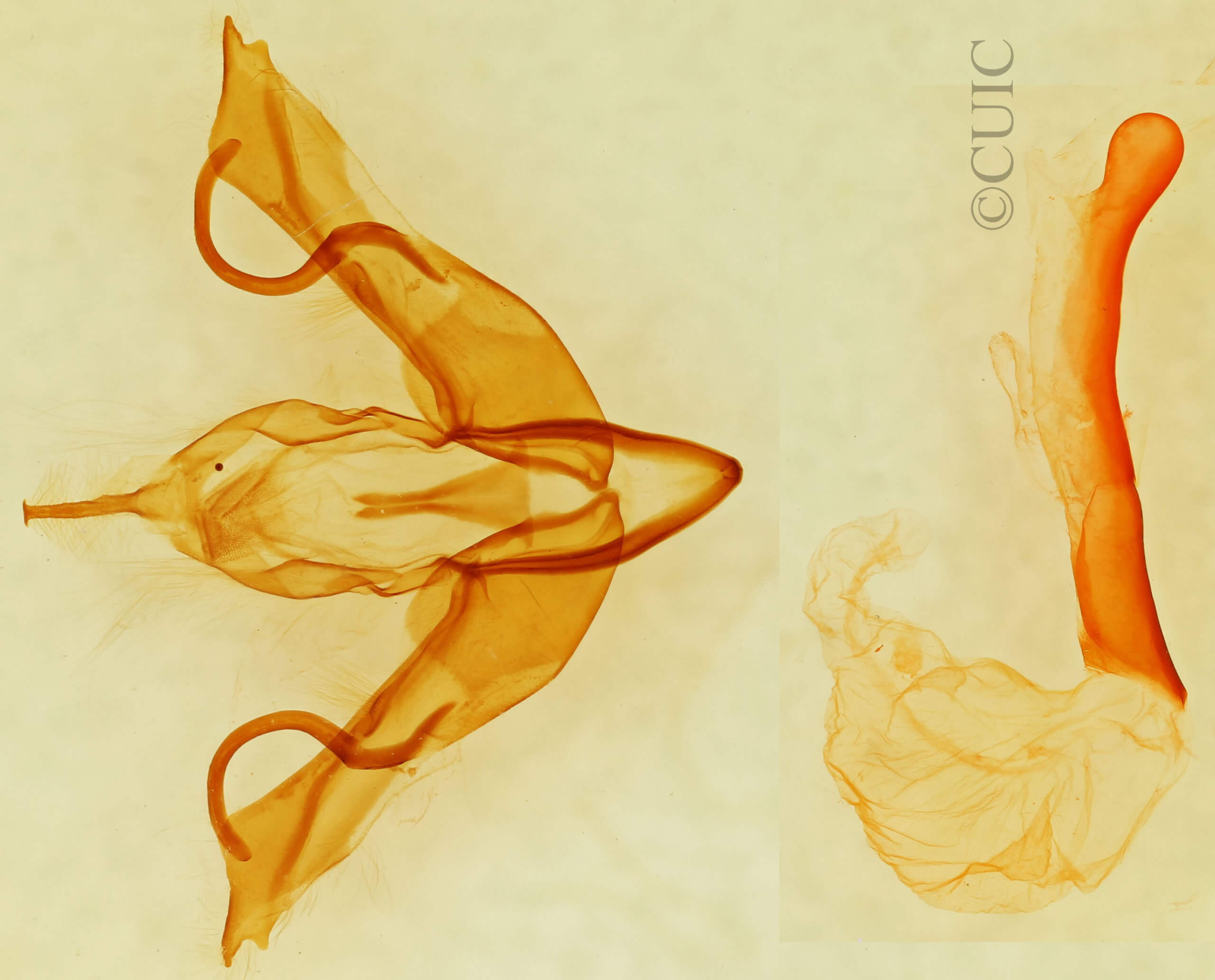 genitalia view of adult Lithophane lemmeri