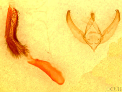 genitalia view of adult Pseudocopivaleria sonoma