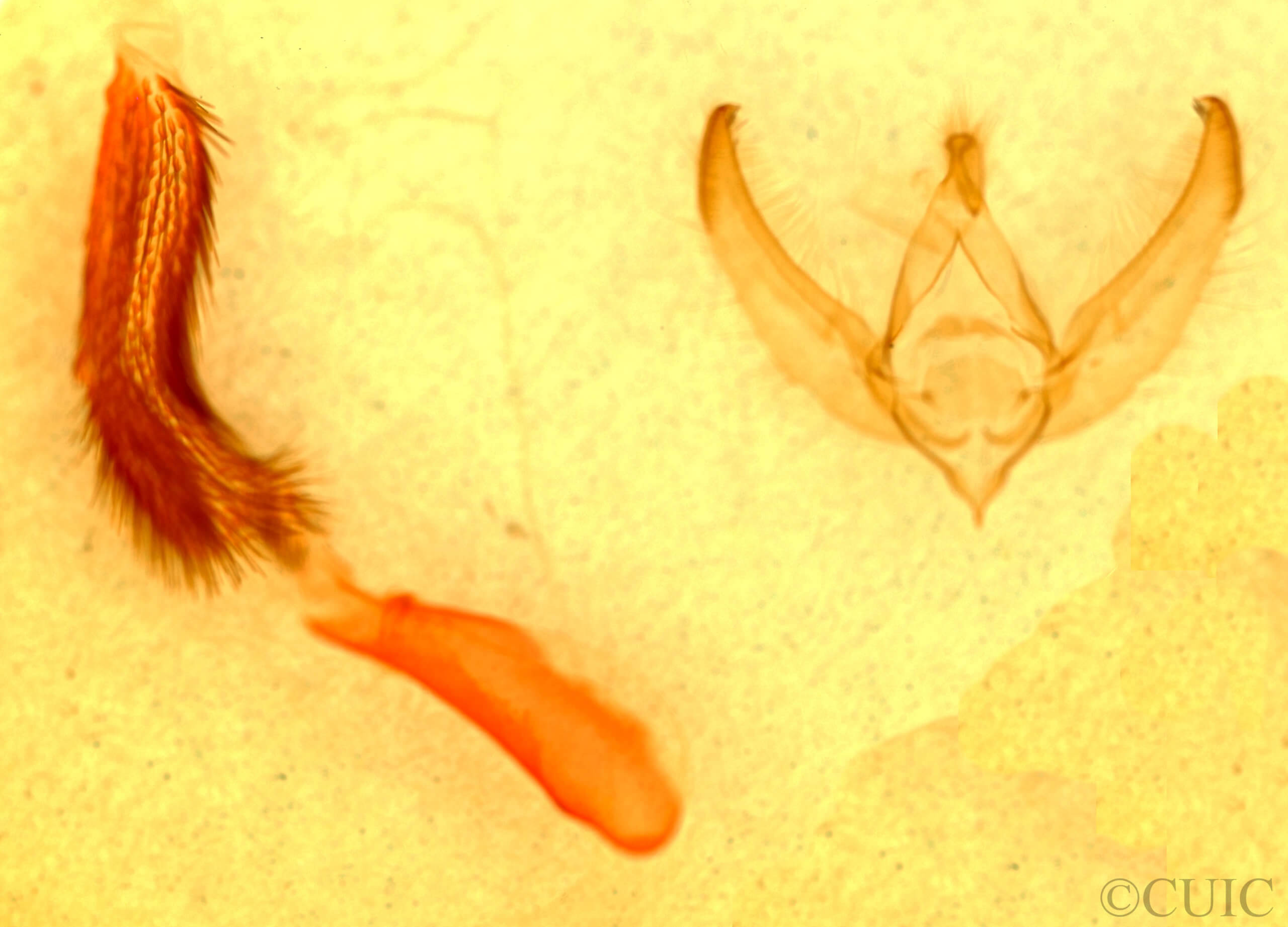 genitalia view of adult Pseudocopivaleria sonoma