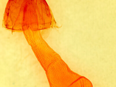 genitalia view of adult Pseudocopivaleria sonoma