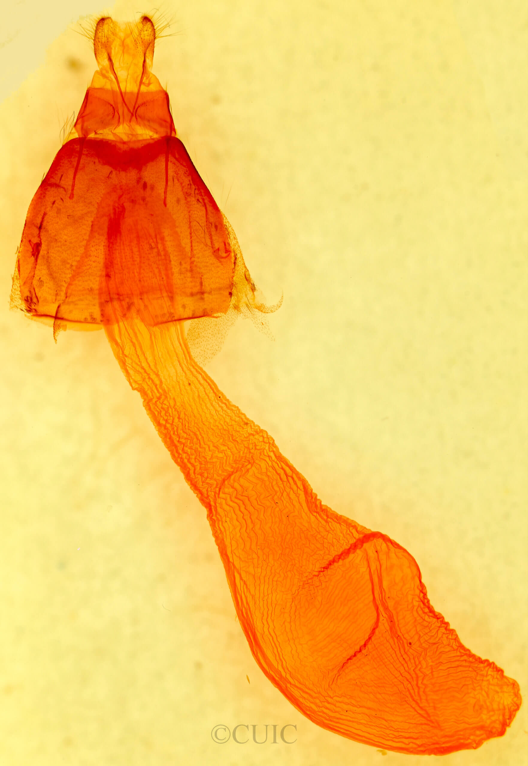 genitalia view of adult Pseudocopivaleria sonoma