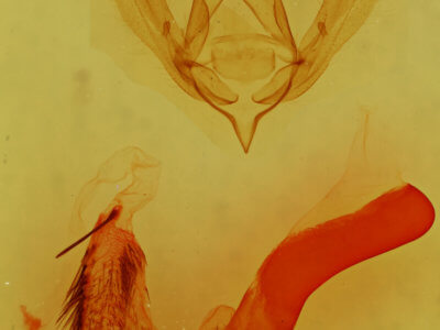 genitalia view of adult Psaphida resumens