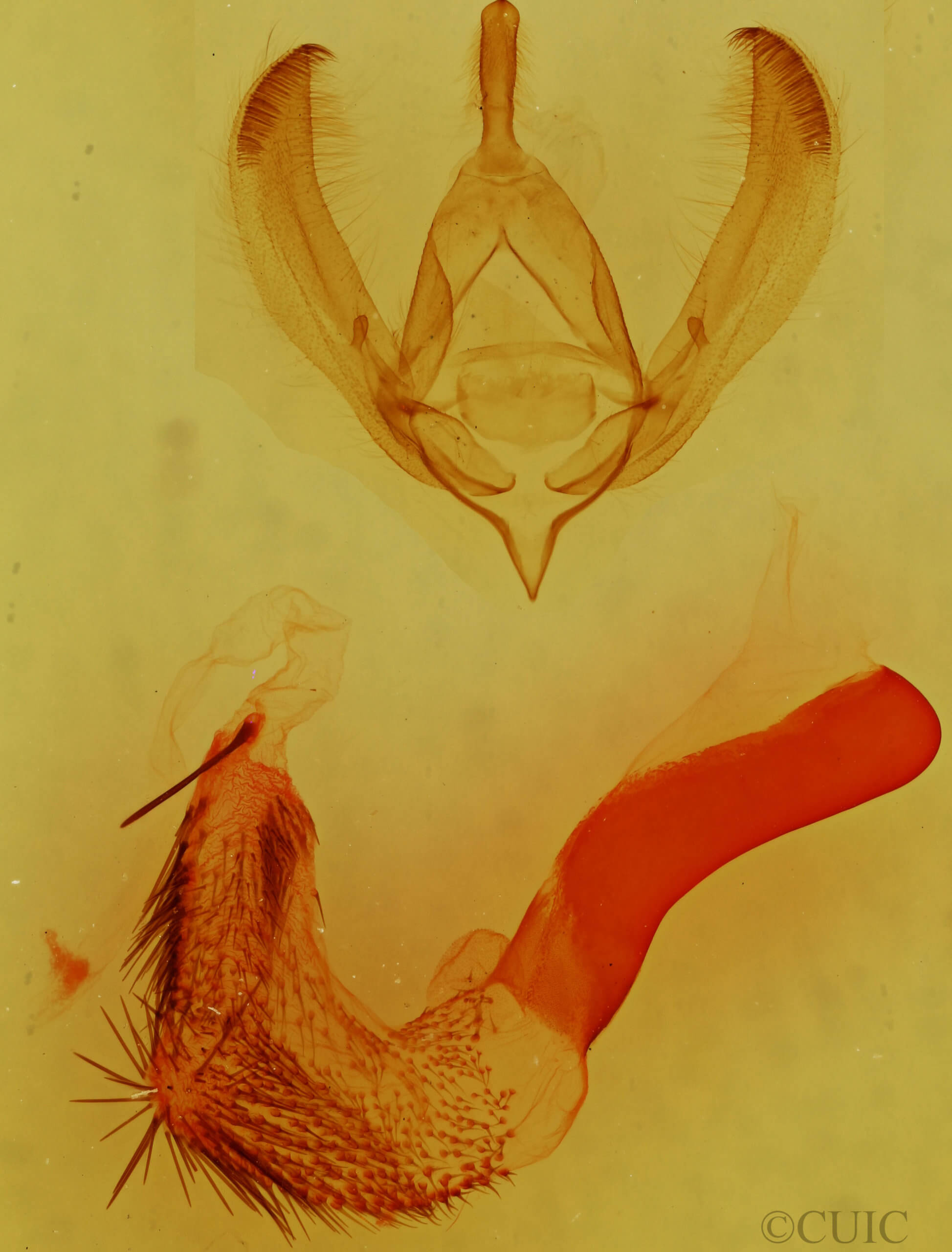 genitalia view of adult Psaphida resumens