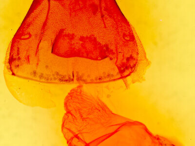 genitalia view of adult Psaphida resumens