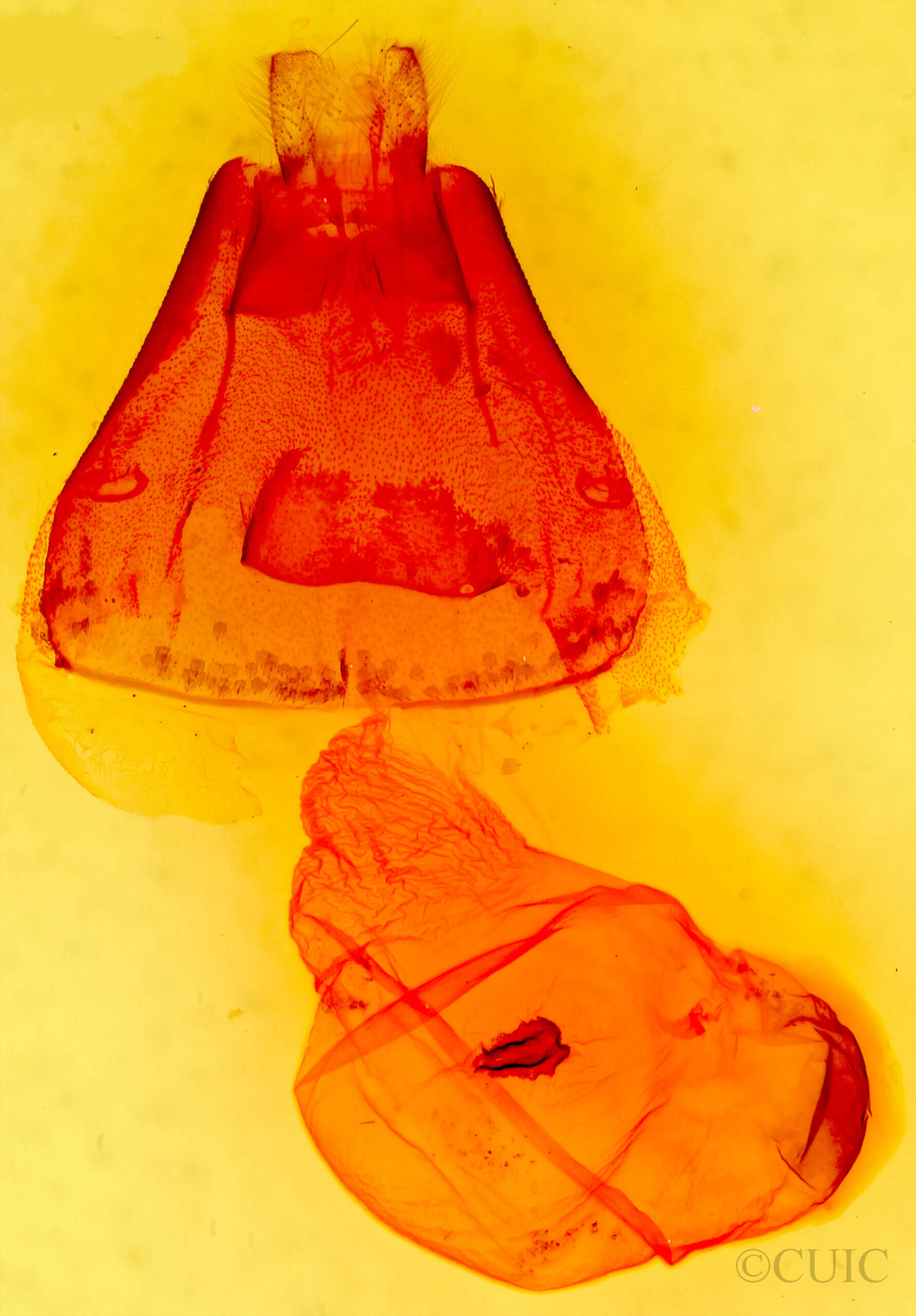 genitalia view of adult Psaphida resumens