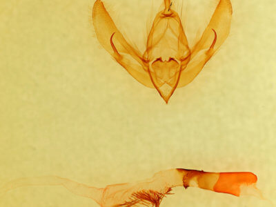 genitalia view of adult Copivaleria grotei