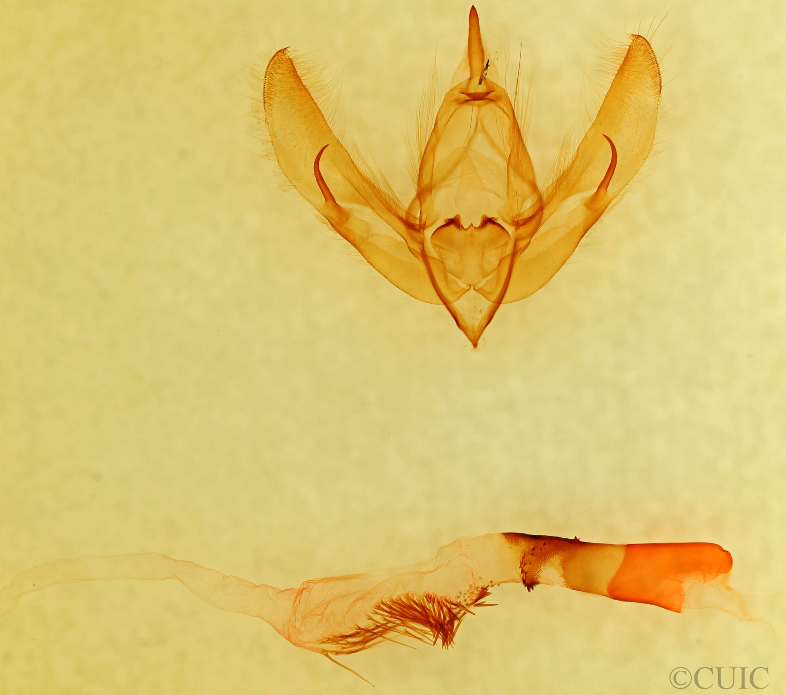 genitalia view of adult Copivaleria grotei