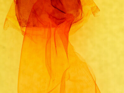 genitalia view of adult Copivaleria grotei