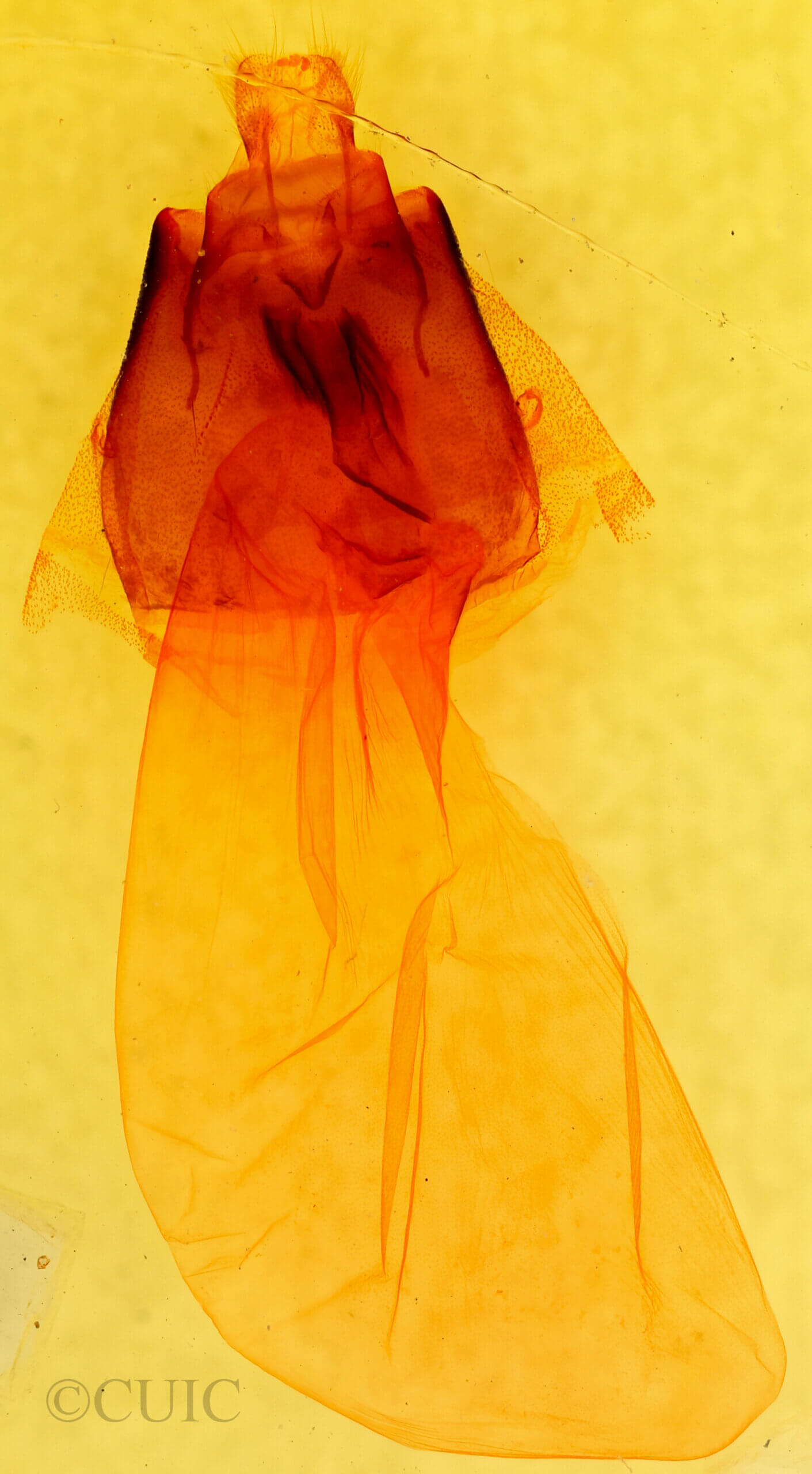 genitalia view of adult Copivaleria grotei