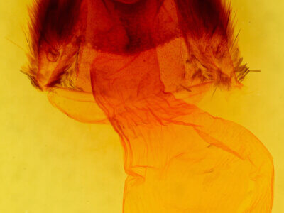 genitalia view of adult Feralia jocosa