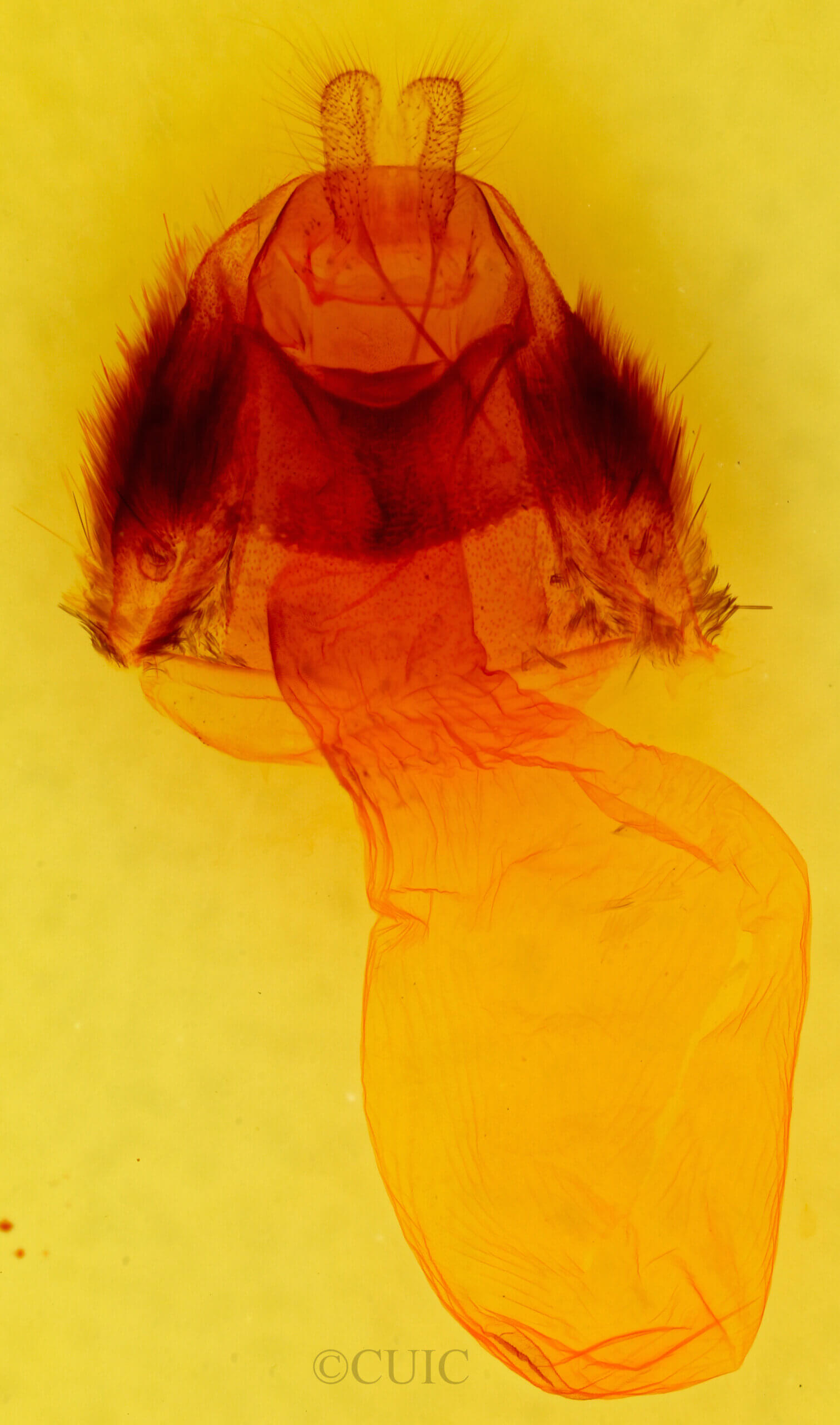 genitalia view of adult Feralia jocosa