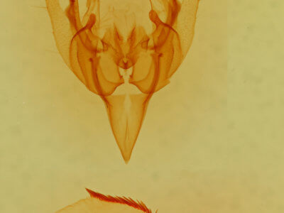 genitalia view of adult Hadena glaciata