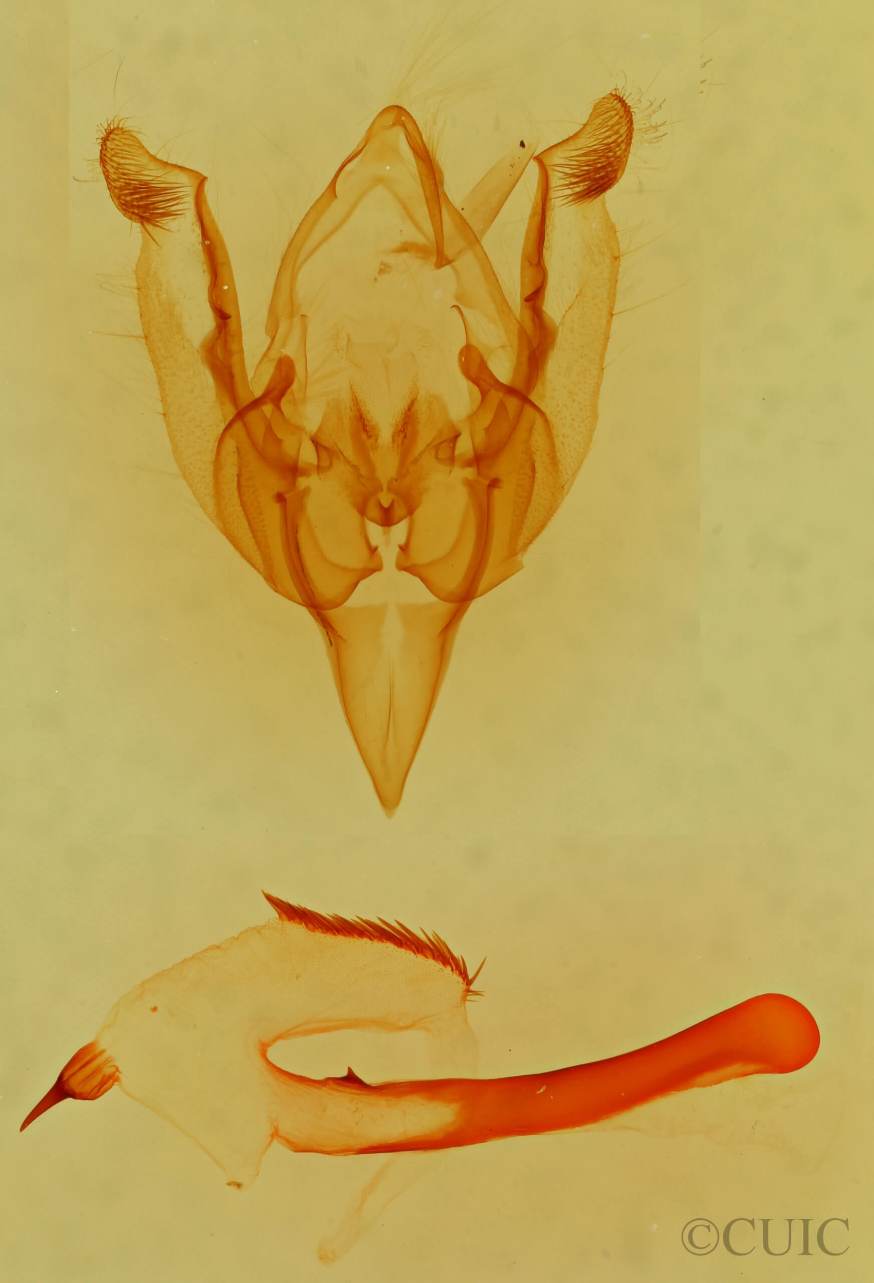 genitalia view of adult Hadena glaciata