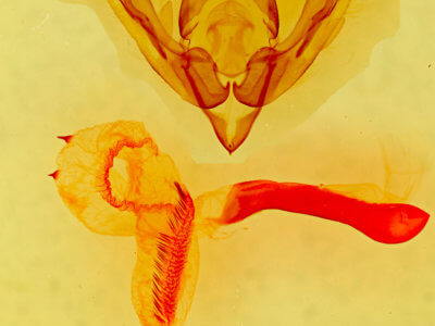 genitalia view of adult Lasionycta phoca