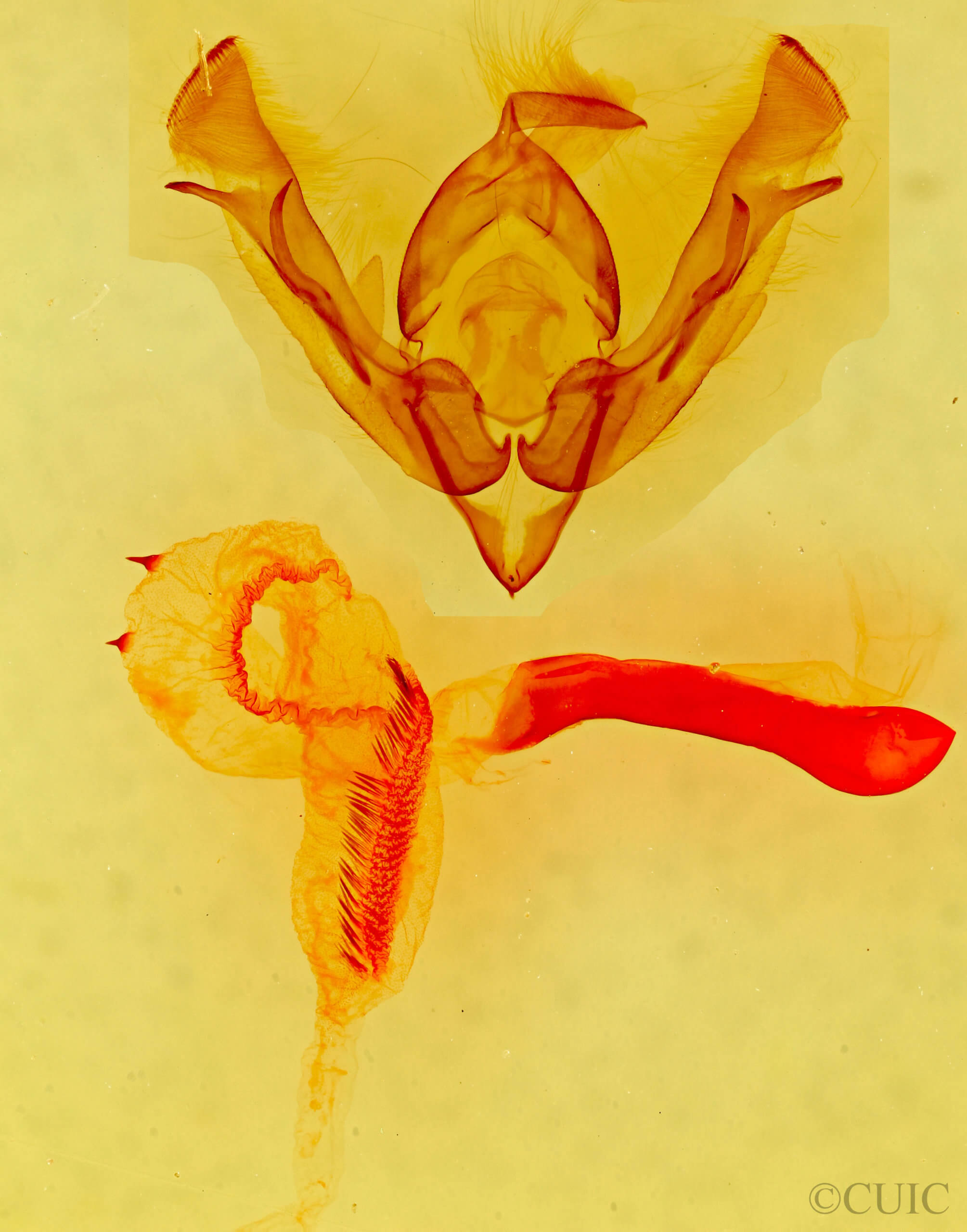 genitalia view of adult Lasionycta phoca