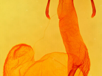 genitalia view of adult Lasionycta phoca