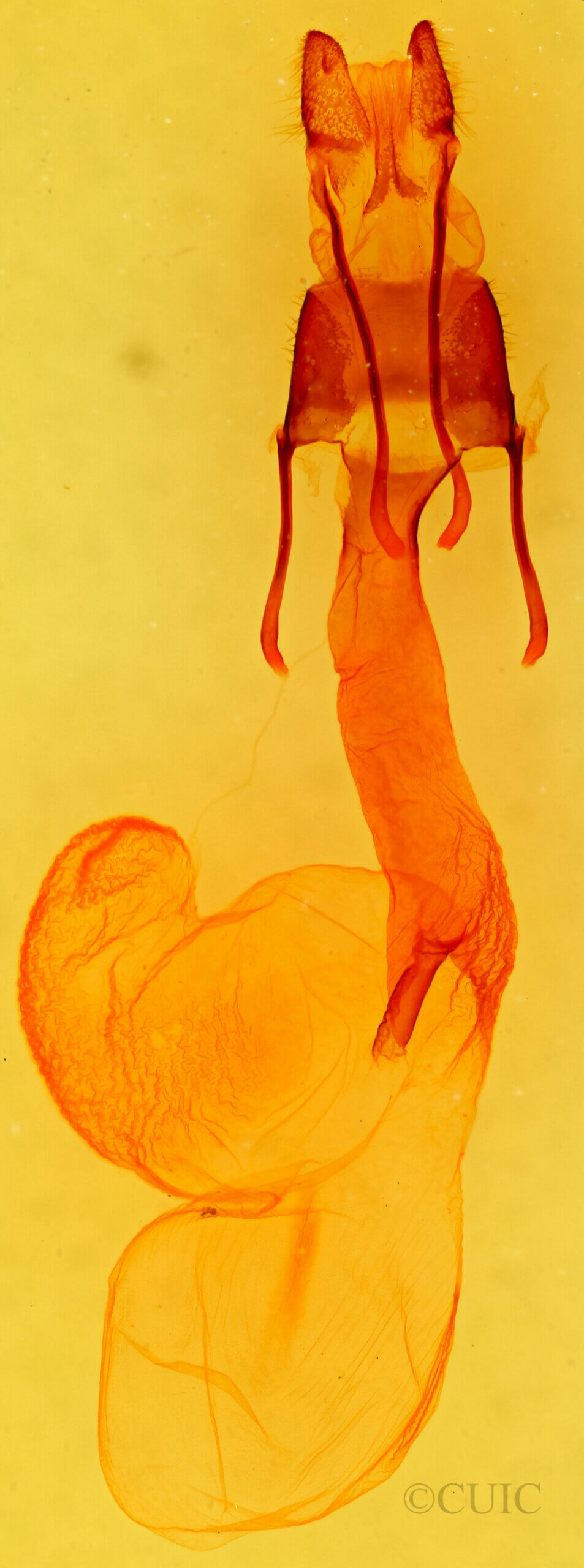 genitalia view of adult Lasionycta phoca