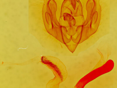 genitalia view of adult Psammopolia ochracea