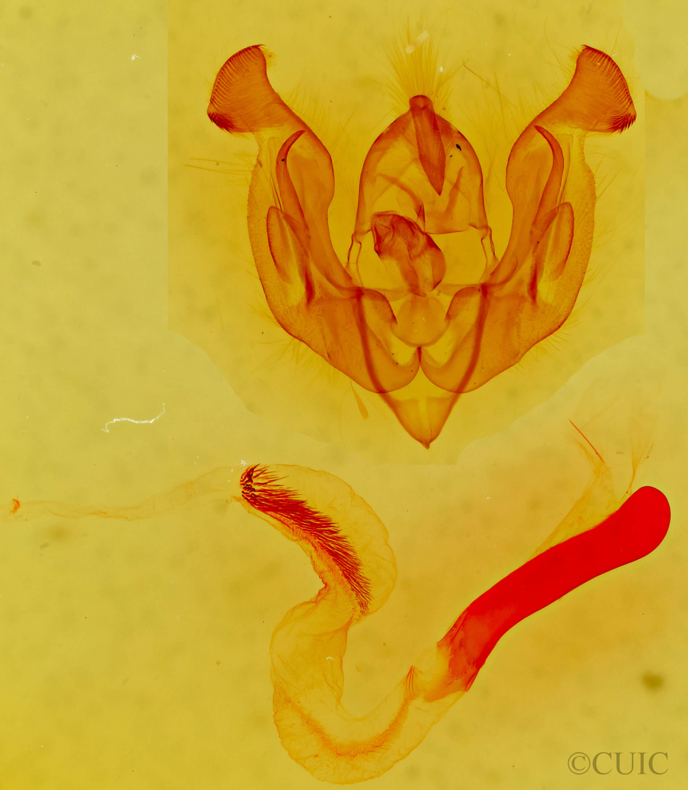 genitalia view of adult Psammopolia ochracea