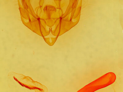 genitalia view of adult Psammopolia insolens