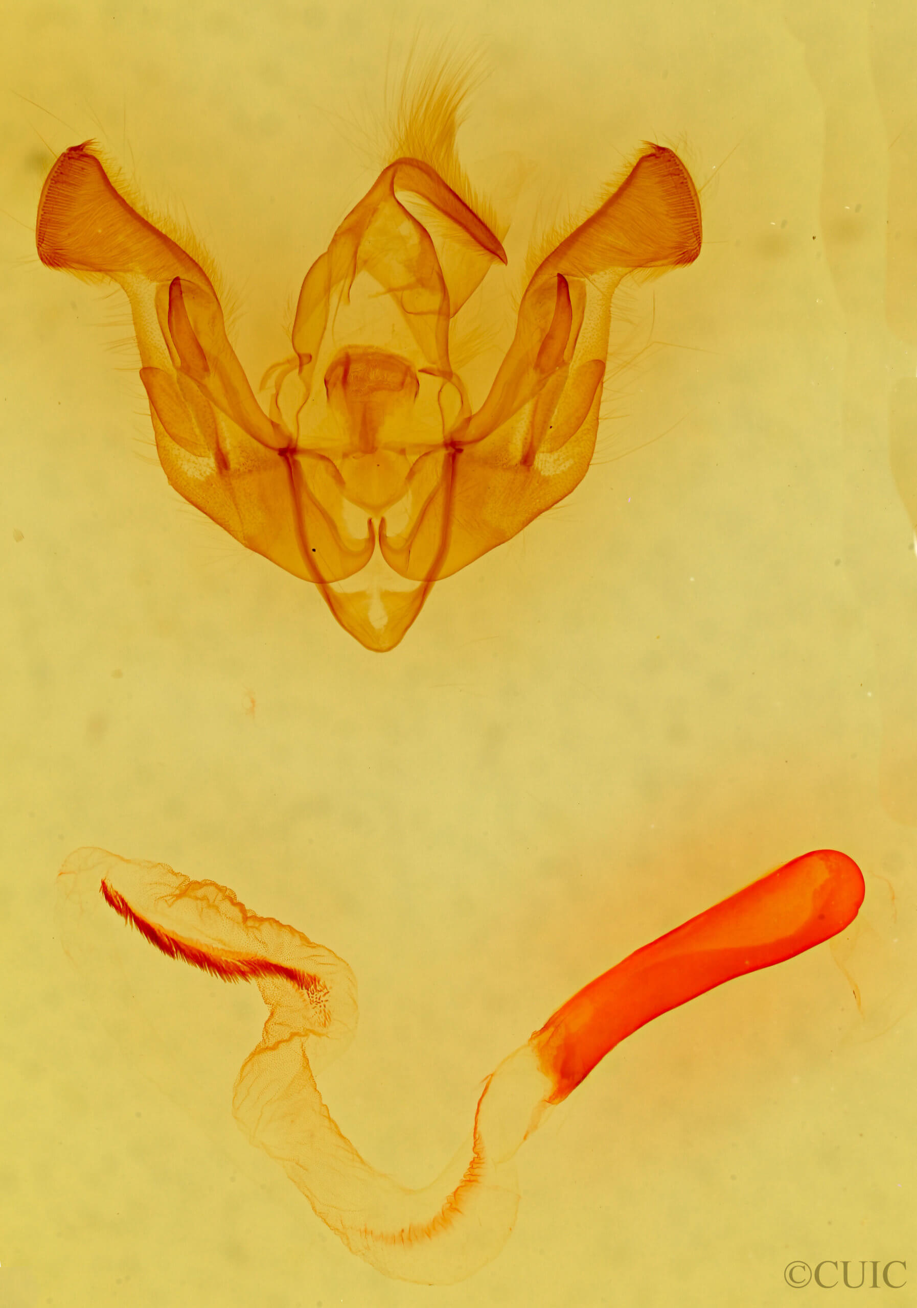 genitalia view of adult Psammopolia insolens