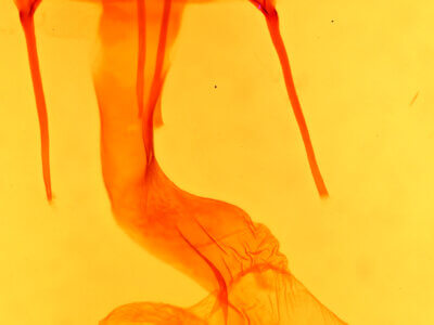 genitalia view of adult Psammopolia insolens