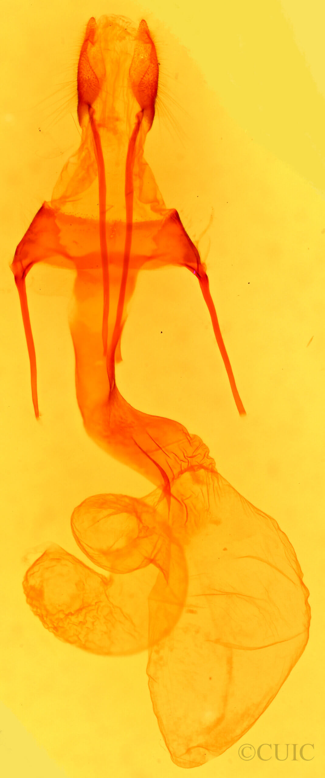 genitalia view of adult Psammopolia insolens