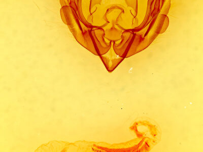 genitalia view of adult Lacinipolia rainieri