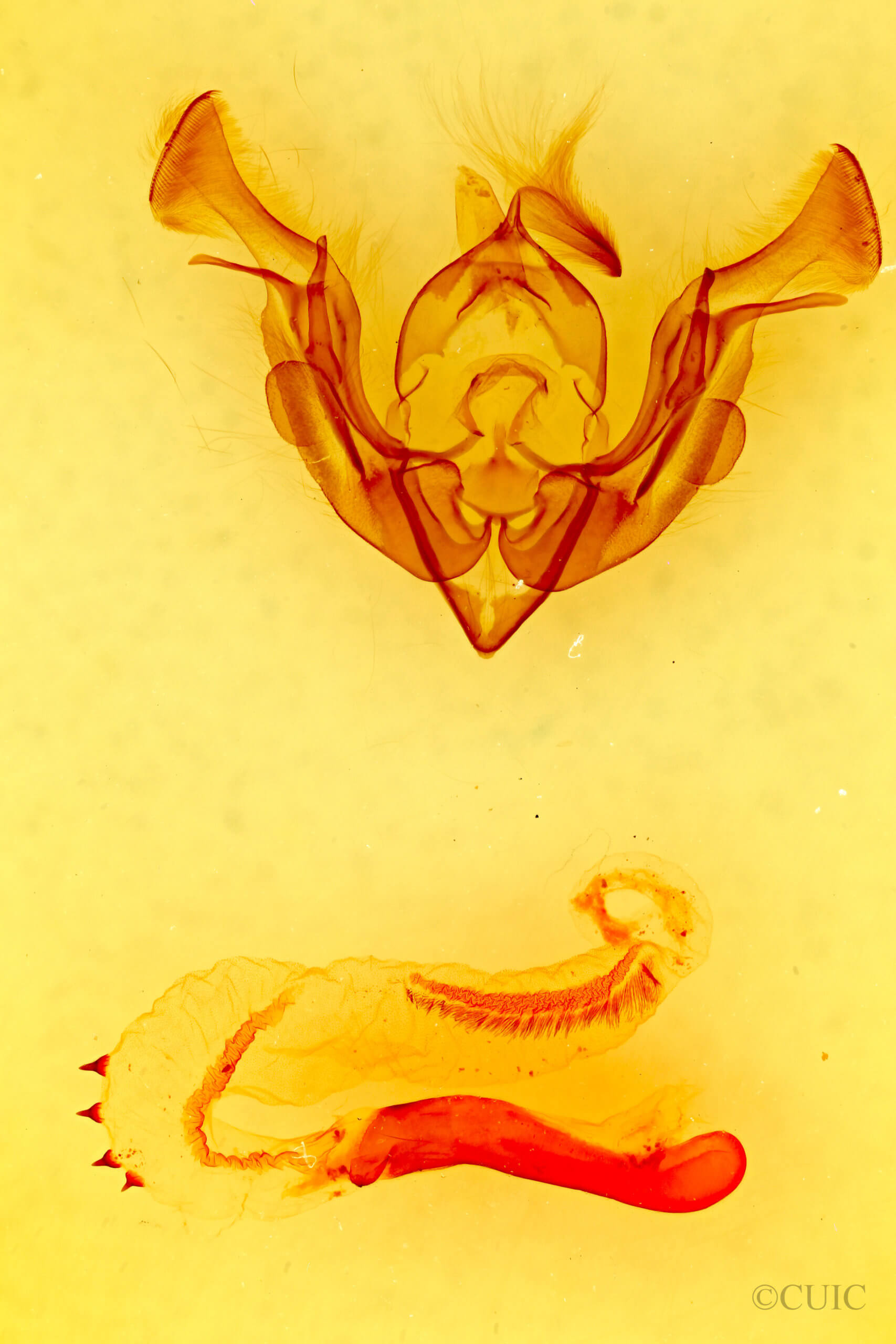 genitalia view of adult Lacinipolia rainieri