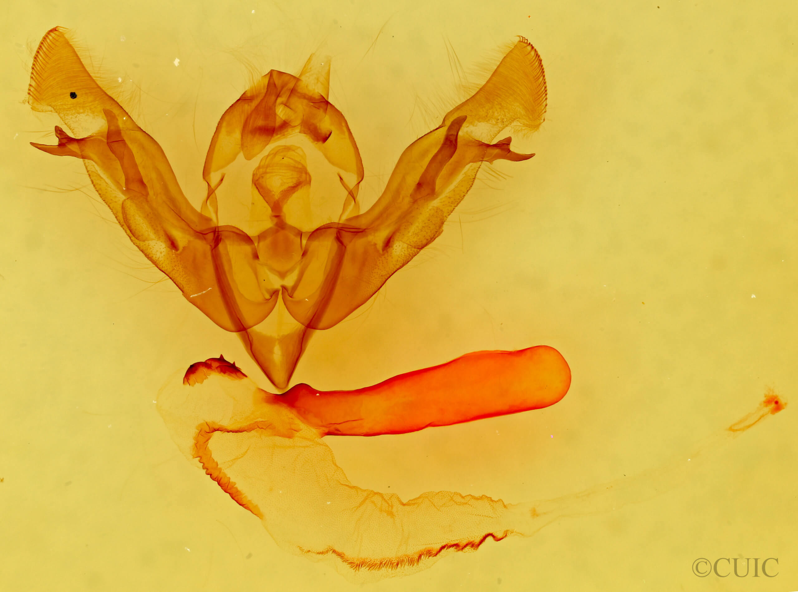 genitalia view of adult Lasionycta subdita