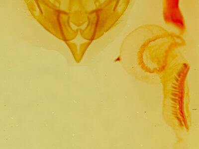 genitalia view of adult Lasionycta promulsa