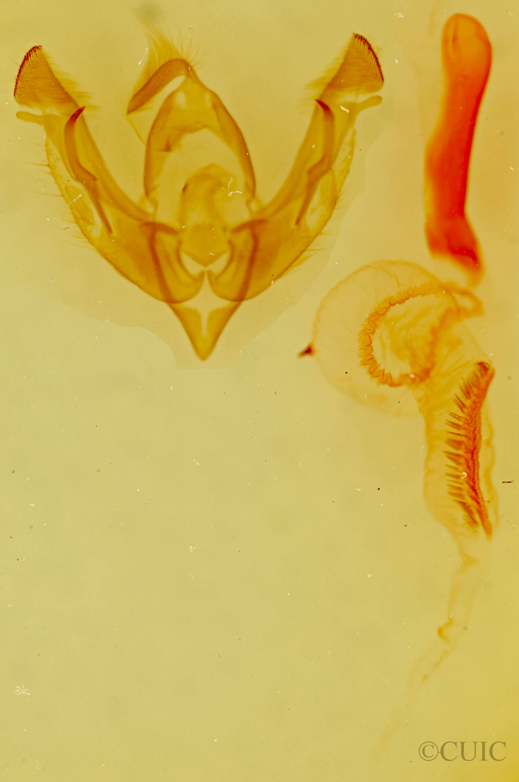 genitalia view of adult Lasionycta promulsa