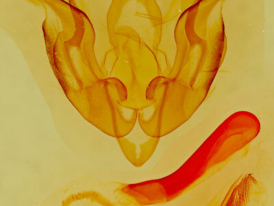 genitalia view of adult Lacinipolia cuneata