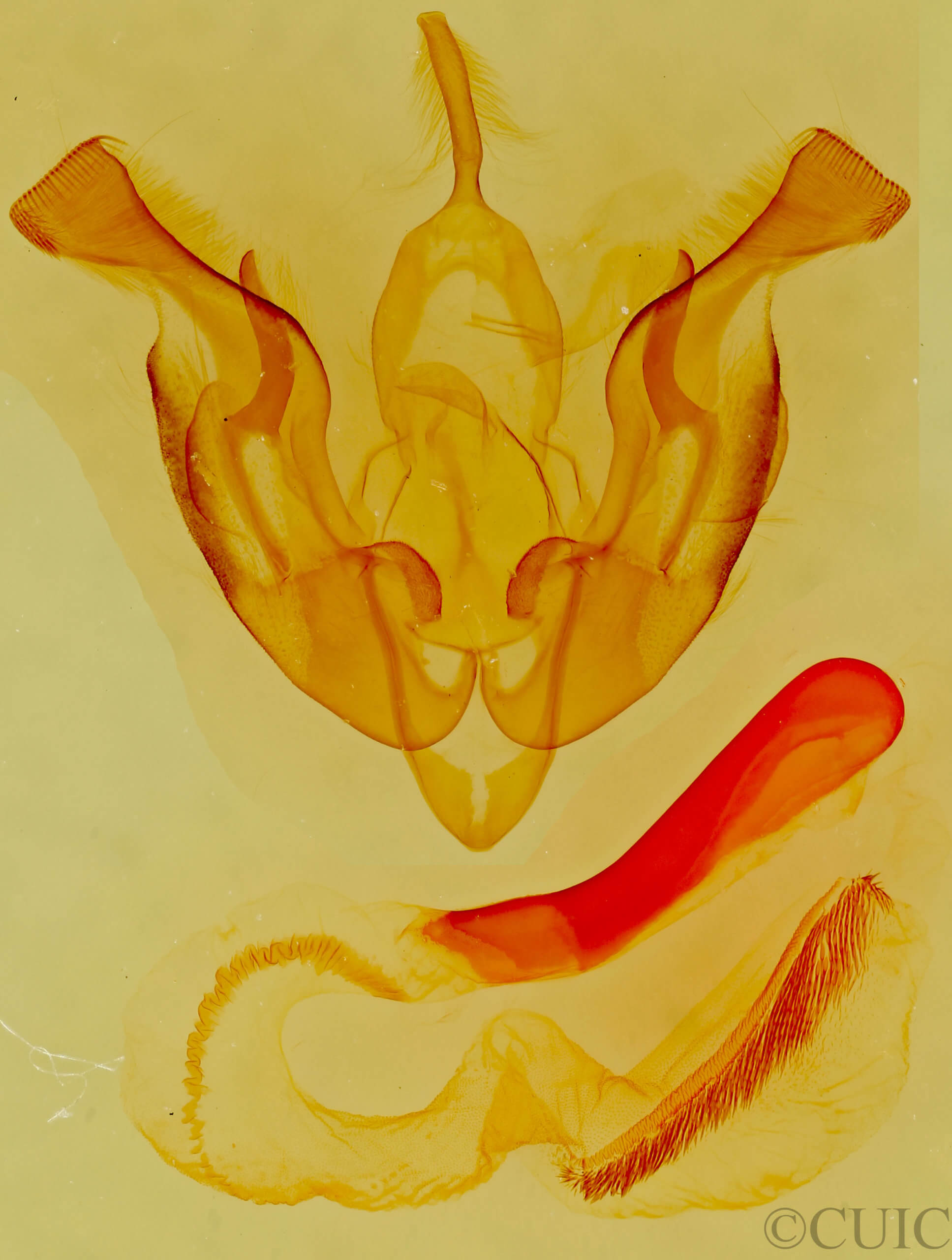 genitalia view of adult Lacinipolia cuneata