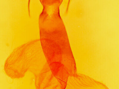 genitalia view of adult Lacinipolia cuneata