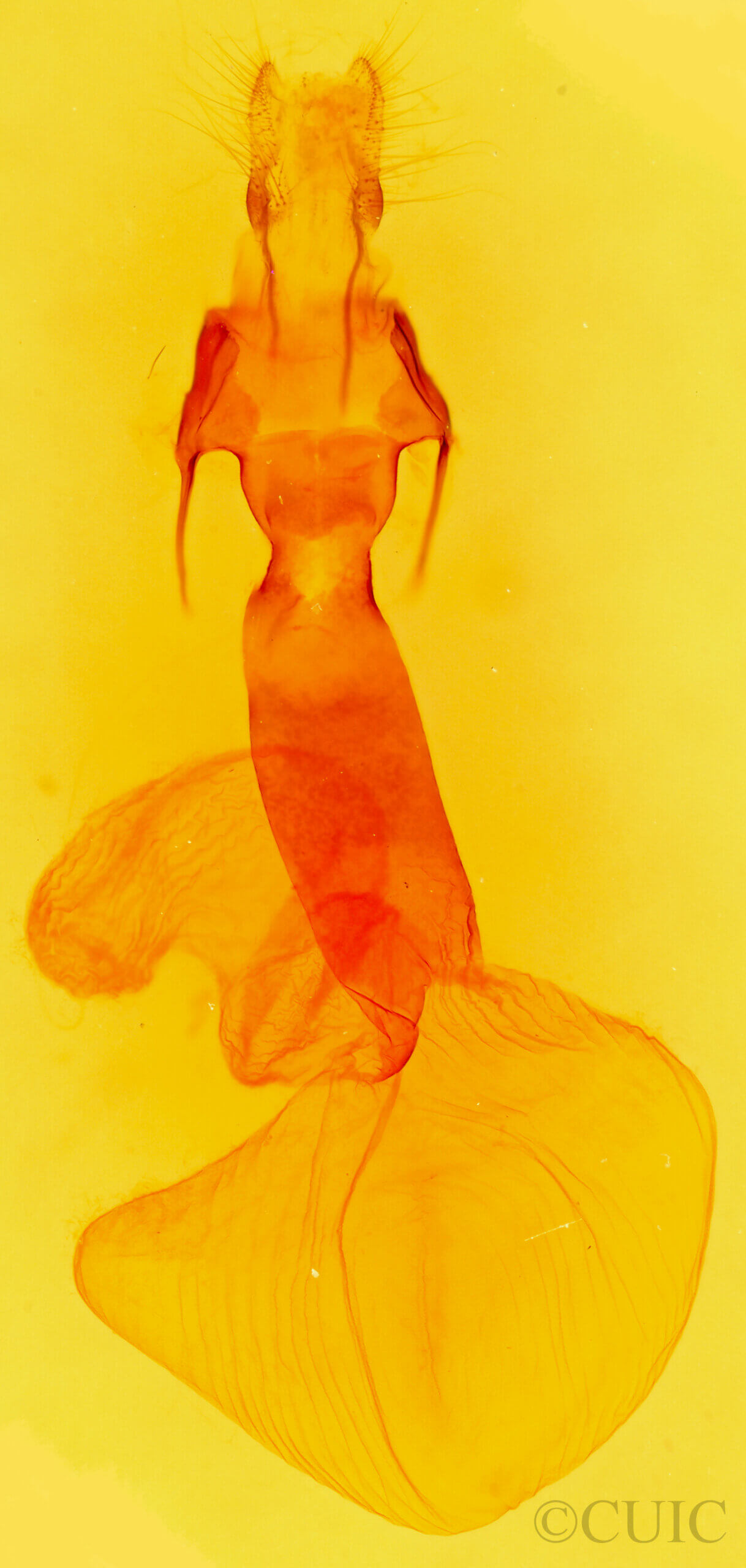 genitalia view of adult Lacinipolia cuneata