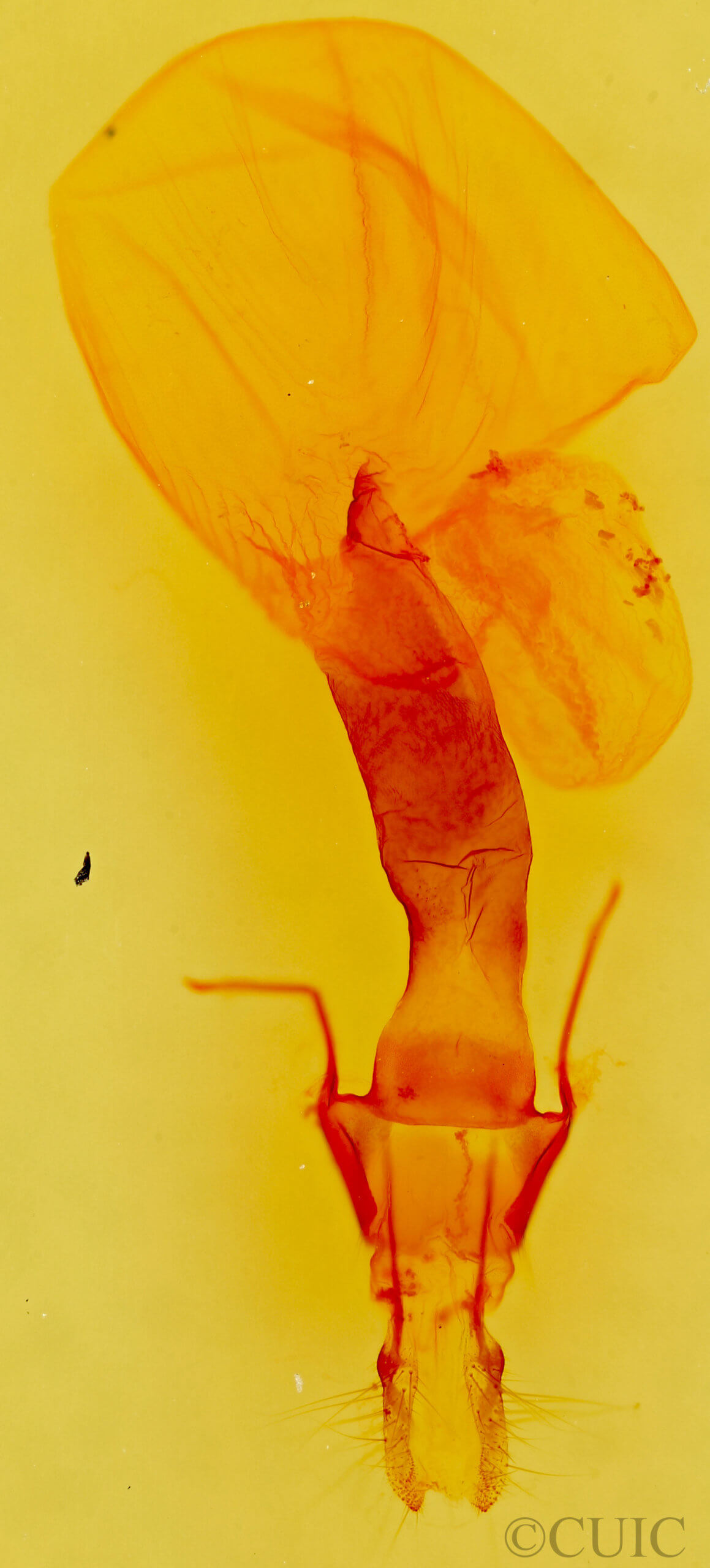 genitalia view of adult Lacinipolia patalis