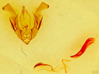 genitalia view of adult Lacinipolia erecta