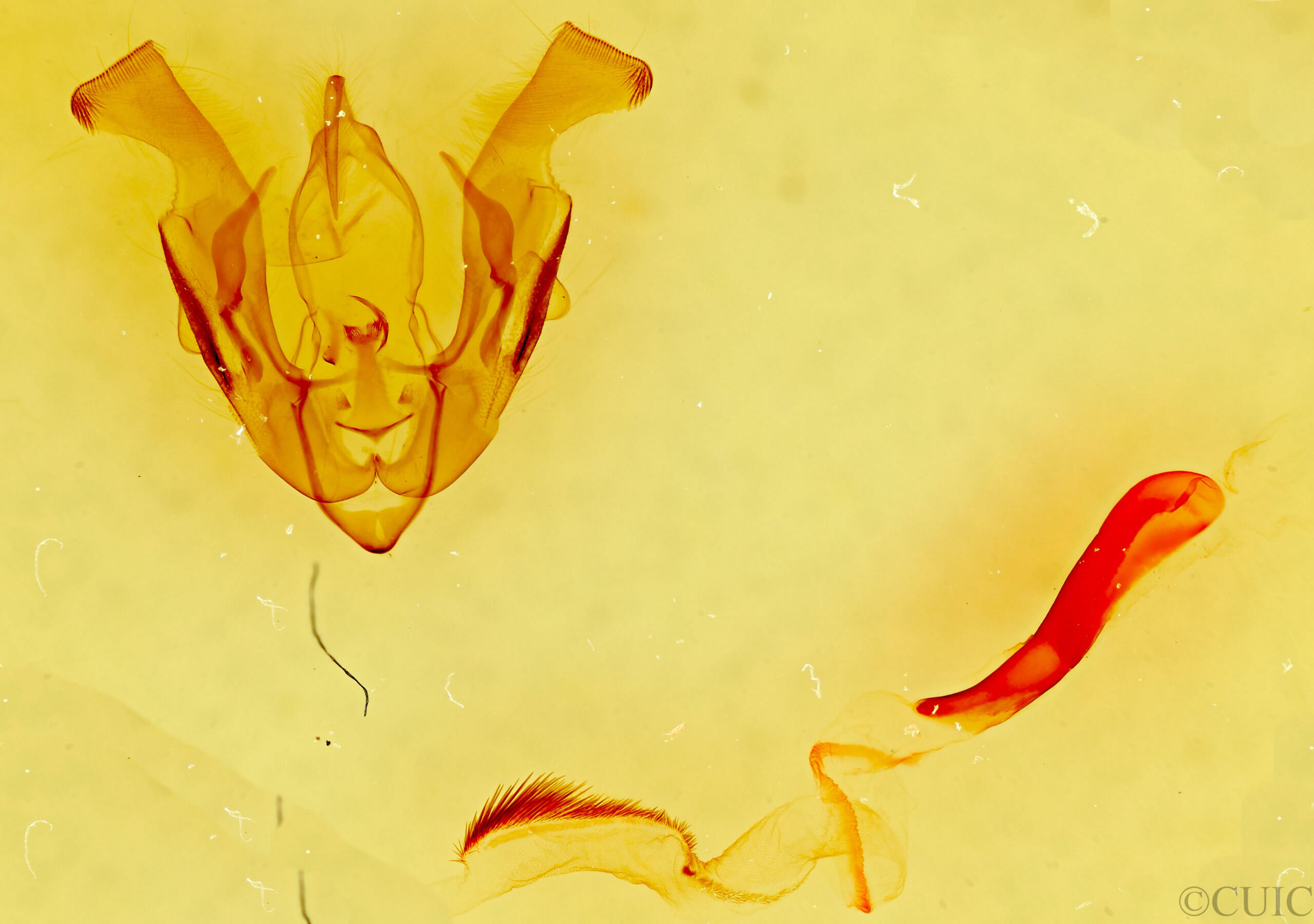 genitalia view of adult Lacinipolia erecta