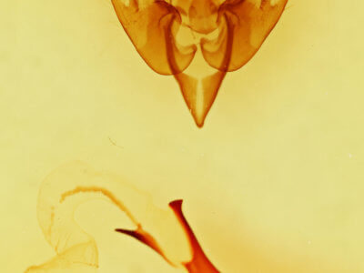 genitalia view of adult Lacinipolia meditata